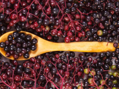 thumbnail elderberries 400x300